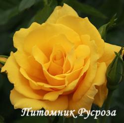 ROSE DE LIMOUX (Роз де Лиму)