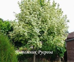 Клен остролистный "Друммонди" (Acer platanoides 'Drummondii')