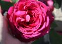 JOHANN WOLFGANG VON GOETHE ROSE (TAN04179) (Иоганн Вольфганг фон Гёте Роуз)