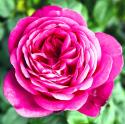 JOHANN WOLFGANG VON GOETHE ROSE (TAN04179) (Иоганн Вольфганг фон Гёте Роуз)