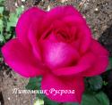 JOHANN WOLFGANG VON GOETHE ROSE (TAN04179) (Иоганн Вольфганг фон Гёте Роуз)