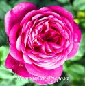 JOHANN WOLFGANG VON GOETHE ROSE (TAN04179) (Иоганн Вольфганг фон Гёте Роуз)