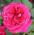 JOHANN WOLFGANG VON GOETHE ROSE (TAN04179) (Иоганн Вольфганг фон Гёте Роуз)