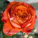 ORANGE ROMANTICA (Оранж Романтика)