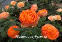 ORANGE ROMANTICA (Оранж Романтика)