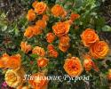 ORANGE ROMANTICA (Оранж Романтика)