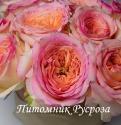 PINK GARDEN DFR-47 (Пинк Гаден ДФР-47)