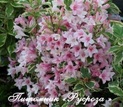 Вейгела цветущая "Нана Вариегата" (Weigela florida "Nana Variegata")