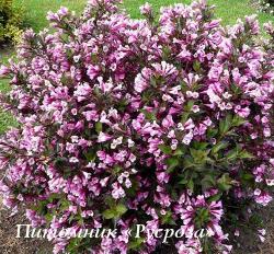 Вейгела цветущая "Нана Пурпуреа" (Weigela florida "Nana Purpurea")