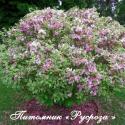 Вейгела цветущая "Нана Вариегата" (Weigela florida "Nana Variegata")