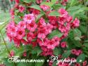 Вейгела цветущая "Бристол Руби" (Weigela florida "Bristol Ruby")