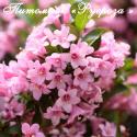 Вейгела цветущая "Розеа" (Weigela florida "Rosea")