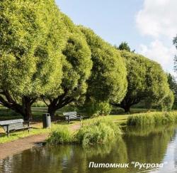 Ива ломкая "Буллата" (Salix fragilis 'Bullata')