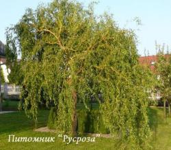 Ива "Матсуды" (Salix matsudana)