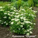 Калина декоративная "Компактум" (Viburnum opulus "Compactum")