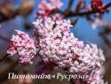 Калина боднантенская "Дон" (Viburnum bodnantense "Dawn")