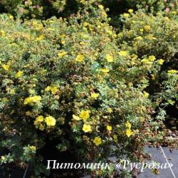 Лапчатка кустарниковая "Мэдисин Уил Маунтайн" (Potentilla fruticosa "Medicine Wheel Mountain")