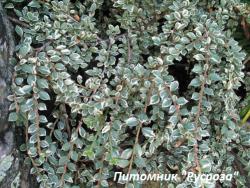 Кизильник горизонтальный "Вариегатус" (Cotoneaster atropurpureus "Variegatus")