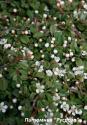 Кизильник лежачий "Квин оф Карпетс" (Cotoneaster procumbens "Queen of Carpets")