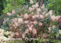 Скумпия кожевенная, зеленолистная (Cotinus coggygria)