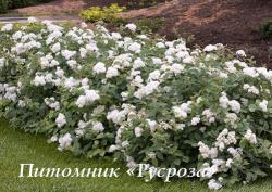 Спирея средняя (Spiraea media)