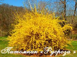 Форзиция средняя "Спектабилис" (Forsythia intermedia "Spectabilis")