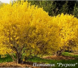 Форзиция корейская "Кумсон"