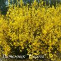 Форзиция средняя "Уикенд"  (Forsythia intermedia "Weekend" или "Cortalyn")