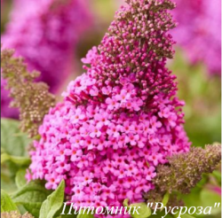 Буддлея Давида "Little Cerise"