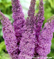 Буддлея Давида "Pink Delight"