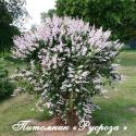 Дейция шершавая (Deutzia scabra)