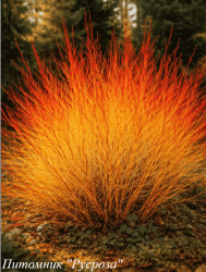 Дерен кроваво-красный "Anny's Winter Orange"