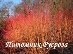 Дерен кроваво-красный "Magic Flame" (Cornus sanguinea)