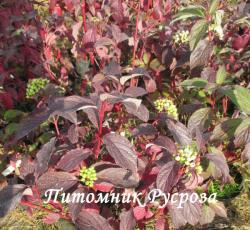 Дерен белый "Siberian Pearls" (Cornus alba)