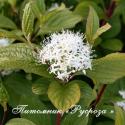 Дерен белый Sibirica (Cornus alba Sibirica)