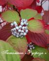 Дерен белый "Kesselringii" (Cornus alba)