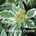 Дерен отпрысковый "White Gold" (Cornus stolonifera)