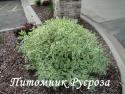 Дерен отпрысковый "White Gold" (Cornus stolonifera)