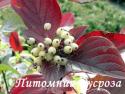 Дерен отпрысковый "Kelsey's Dwarf" (Cornus stolonifera)