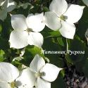 Дерен отпрысковый "Kelsey's Dwarf" (Cornus stolonifera)