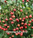 Дерен китайский (Cornus kousa chinensis)