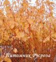 Дерен кроваво-красный "Winter Orange" (Cornus sanguinea "Winter Orange")