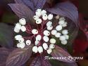 Дерен белый "Siberian Pearls" (Cornus alba)