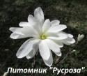 Магнолия звездчатая "Waterlily"