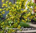 Смородина душистая (Ribes odoratum)