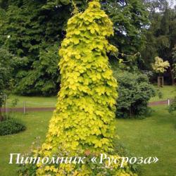 Хмель обыкновенный "Aureus" (Humulus lupulus «Aureus»)