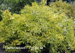 Дерен белый Gouchaultii (Cornus alba Gouchaultii)