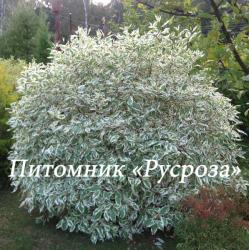 Дерен белый Sibirica Variegata (Cornus alba Sibirica Variegata)