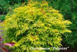 Бузина черная 'Golden Tower' (Sambucus nigra 'Golden Tower')