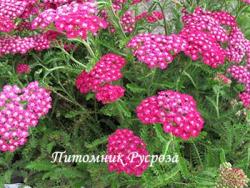 Тысячелистник  "New Vintage Violet"